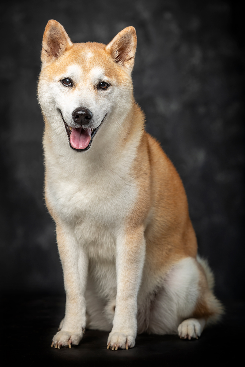 Foto da galeria de pets