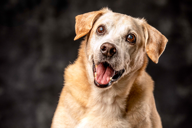 Foto da galeria de pets