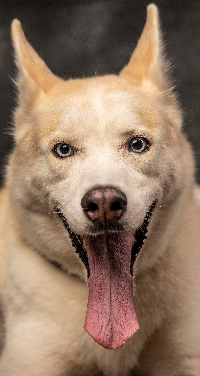 Foto da galeria de pets