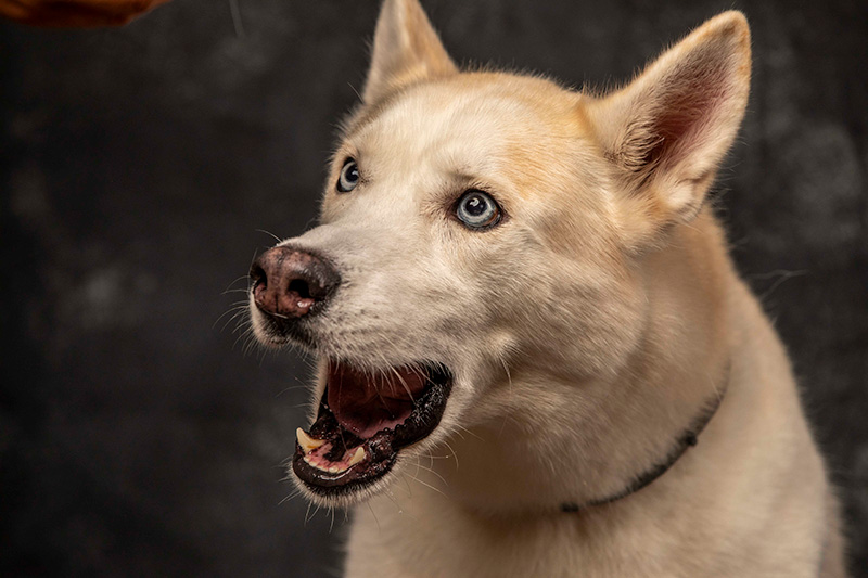 Foto da galeria de pets