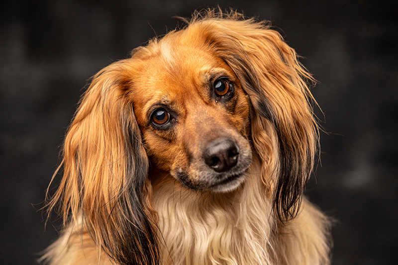 Foto da galeria de pets