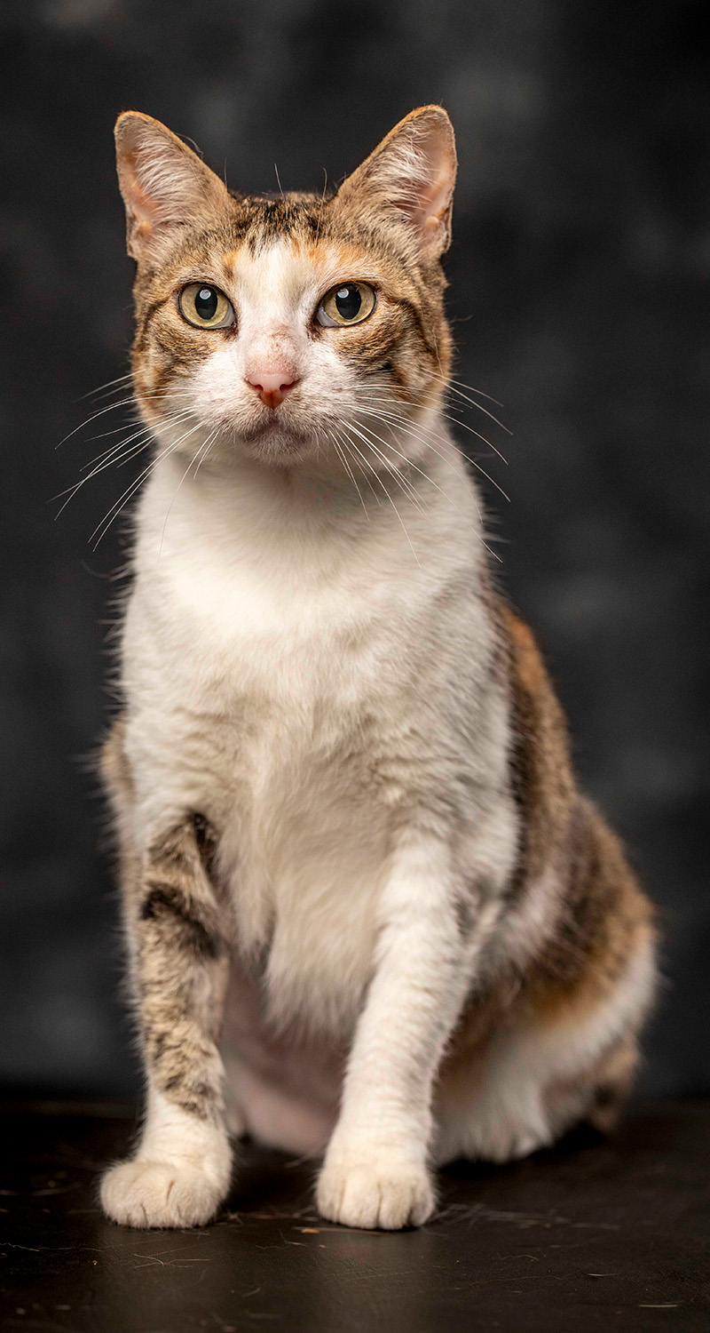 Foto da galeria de pets