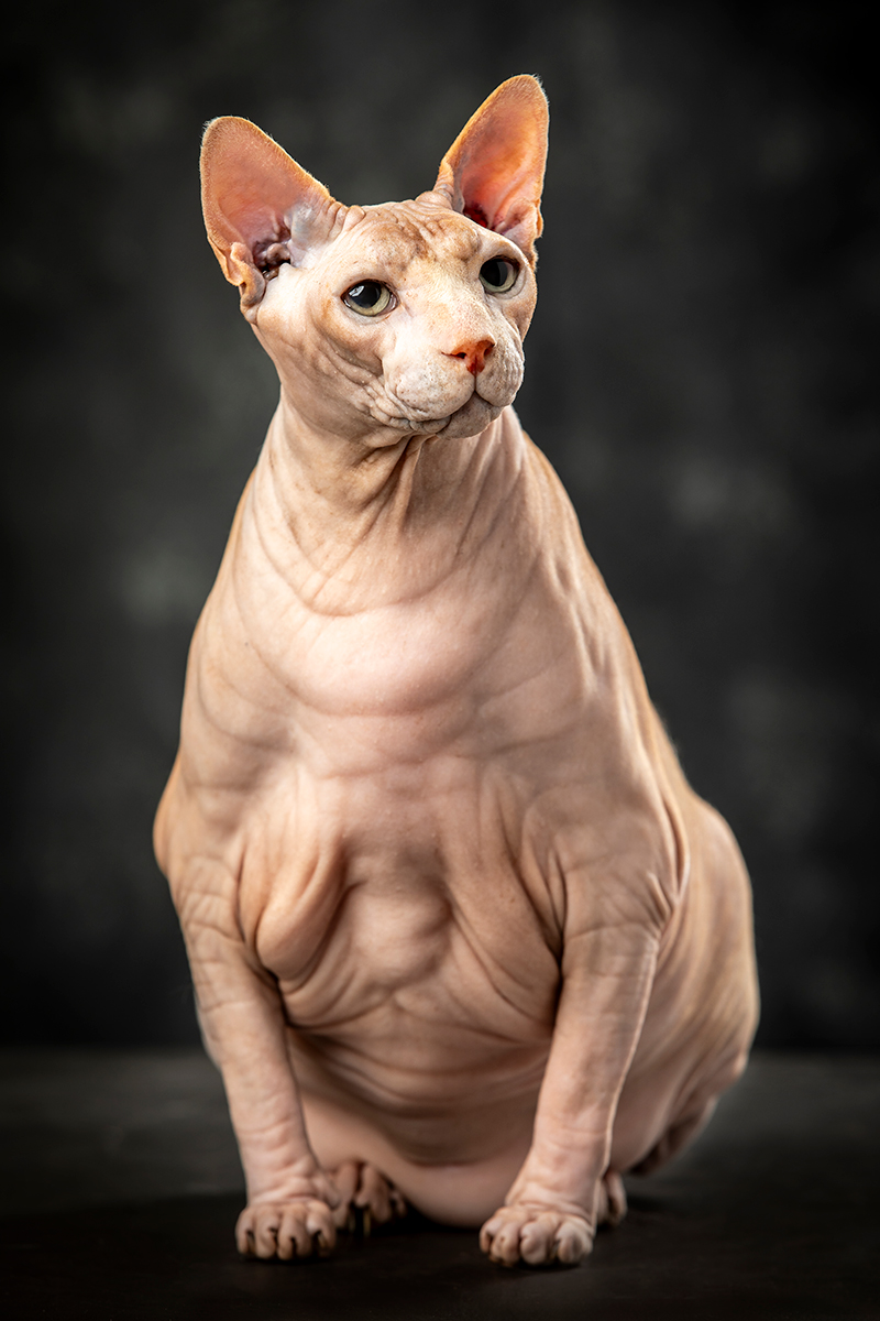 Foto da galeria de pets