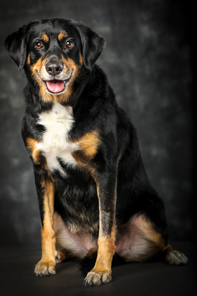 Foto da galeria de pets