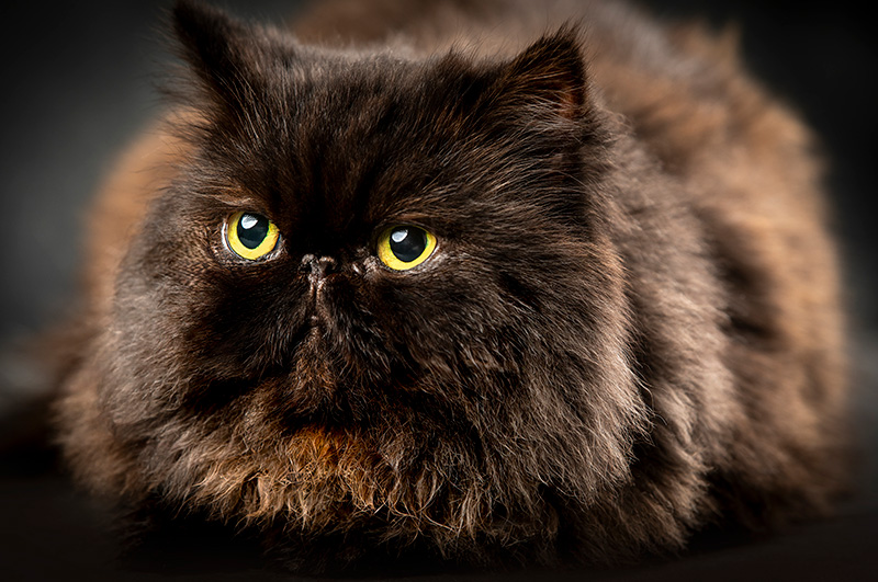 Foto da galeria de pets