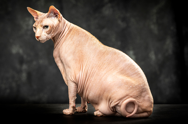 Foto da galeria de pets