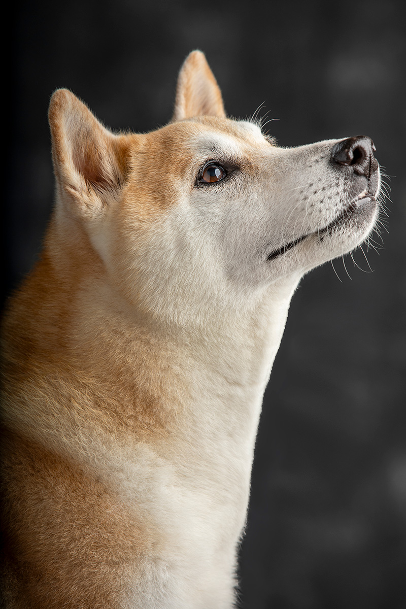 Foto da galeria de pets