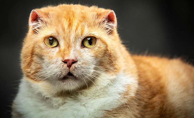 Foto da galeria de pets