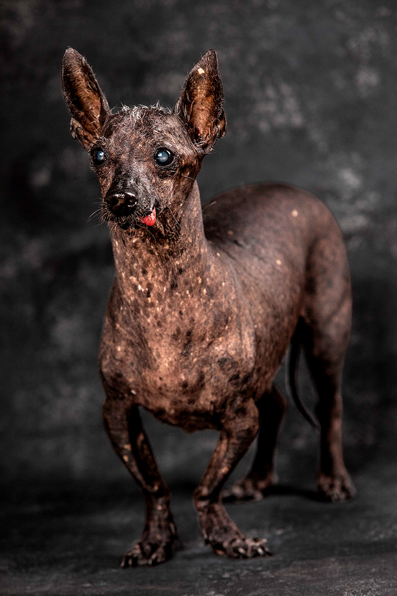 Foto da galeria de pets